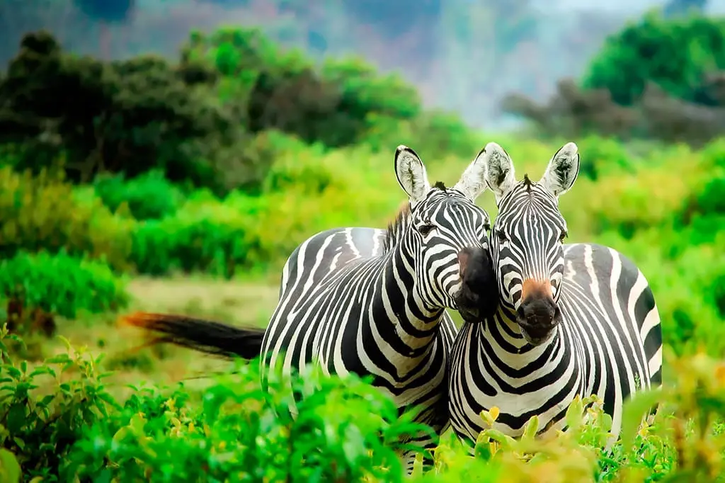 Kenya