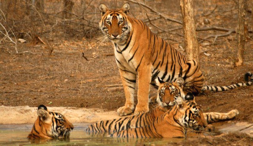 Golden Triangle Deluxe with Ranthambore