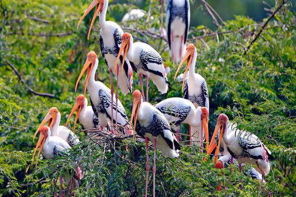 Golden Triangle with Bharatpur