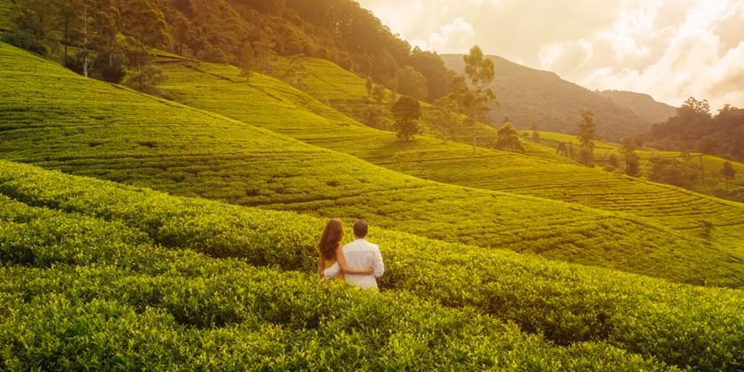 Kerala Honeymoon Tour